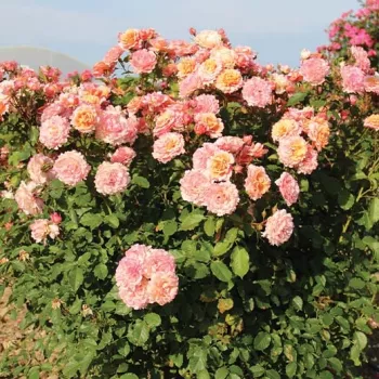 Die Blütenblätter zeigen einen harmonischen Übergang von warmem Pfirsichton zu zartem Rosé. - teehybride rose - stark, charaktervoll duftende rose - süß, würzig, fruchtig