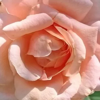 Der rosen-webshop. - pfirsich-rosa - stark, charaktervoll duftende rose - Evecot - teehybride rose - (110-150 cm)