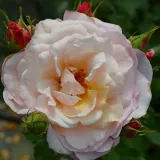 Teahibrid rózsa - - - - - kertészeti webáruház - Rosa Evecot - rózsaszín
