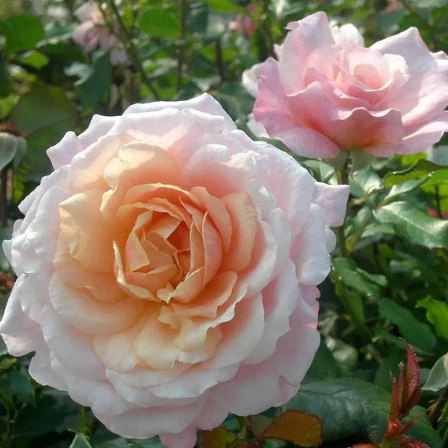Rosales híbridos de té - Rosa - Evecot - comprar rosales online