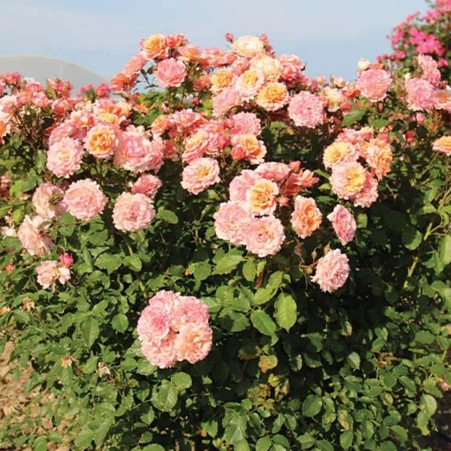 Bukietowe - Róża - Evecot - sadzonki róż sklep internetowy - online