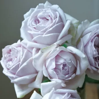 Selymesen lágy, hűvös levendulaszín finom rózsás -lilás árnyalattal. - virágágyi floribunda rózsa - közepes erősségű, jól érezhető illatú rózsa - lágy, kellemes aromájú