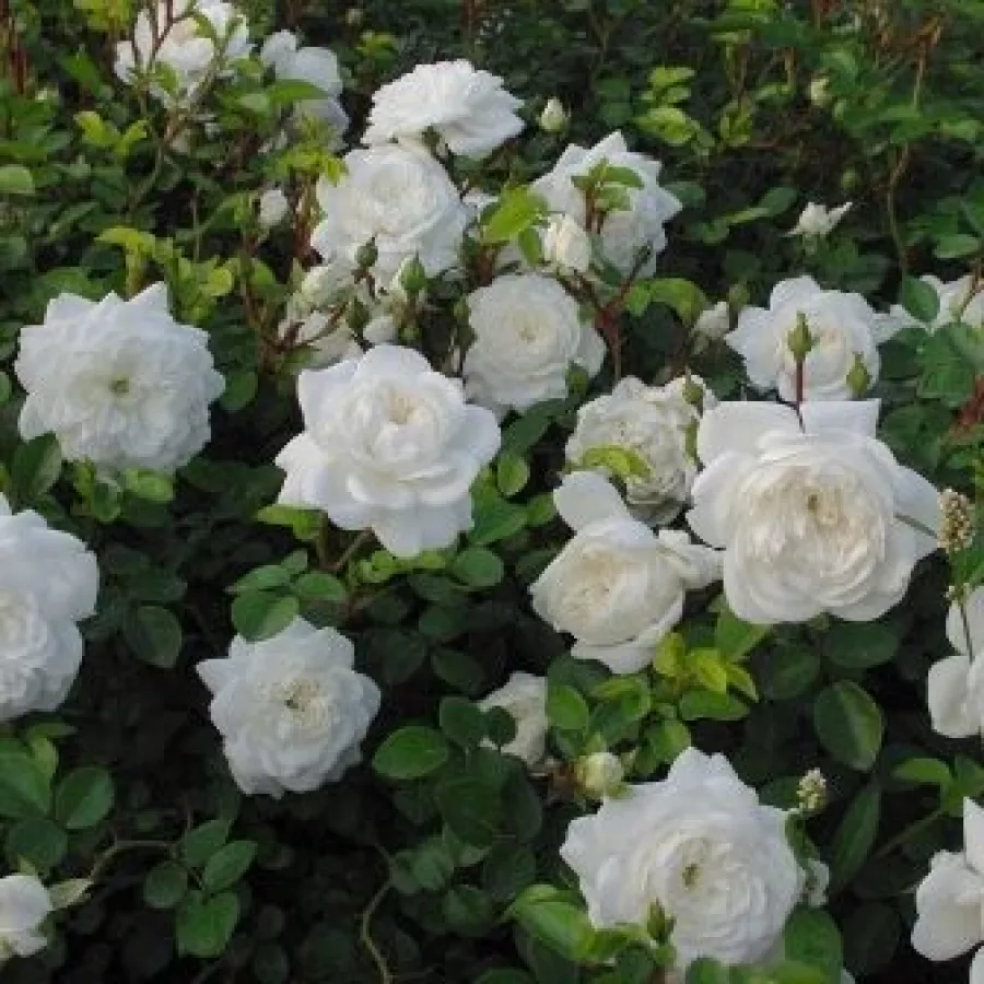 Biały - Róża - Alba Meillandina® - Szkółka Róż Rozaria