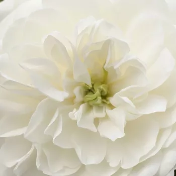 Rosen Gärtnerei - bodendecker rosen  - weiß - Rosa Alba Meillandina® - duftlos - Marie-Louise (Louisette) Meilland - Hervorragend geeignet als Randdekoration und für Bedecken von größeren Gebieten mit mit schönen, netten, attraktiven Blumen.
