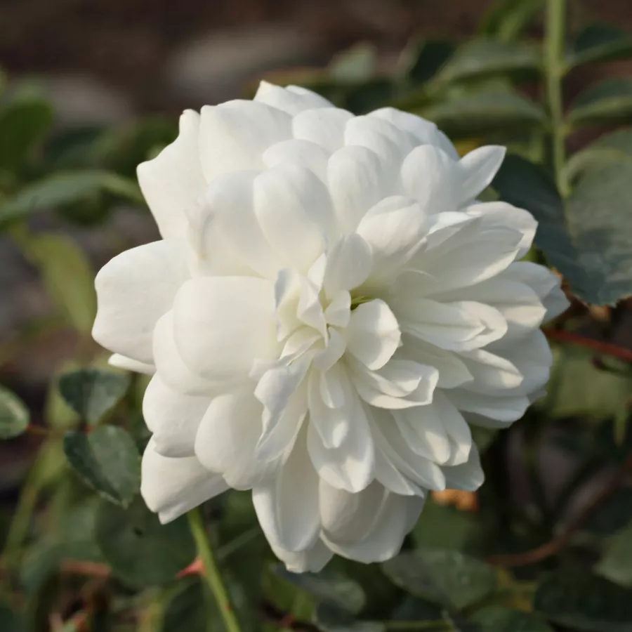 Stromčekové ruže - Stromková ruža s drobnými kvetmi - Ruža - Alba Meillandina® - 