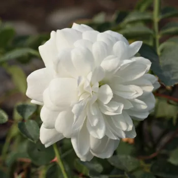 Rosa Alba Meillandina® - biela - Stromková ruža s drobnými kvetmistromková ruža s kríkovitou tvarou koruny