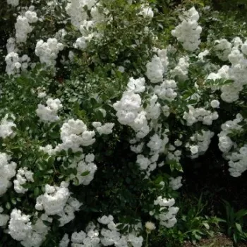 Sněhobílá - stromkové růže - Stromková růže s drobnými květy