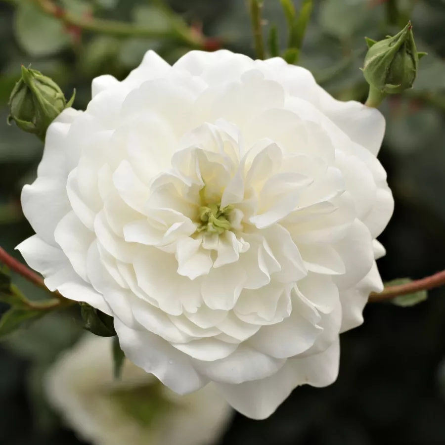 Rose ohne duft - Rosen - Alba Meillandina® - rosen onlineversand