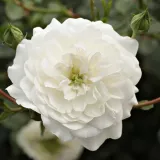 Biały - róże okrywowe - róża bez zapachu - Rosa Alba Meillandina® - róże sklep internetowy
