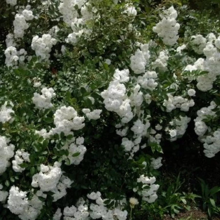 Corymbe - Rosier - Alba Meillandina® - vente en ligne de plantes et rosiers