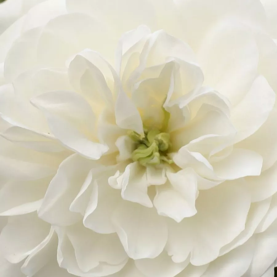 Pompon - Rózsa - Alba Meillandina® - online rózsa vásárlás