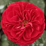 Vörös - virágágyi floribunda rózsa - Online rózsa vásárlás - Rosa Bordeaux® - diszkrét illatú rózsa - citrom aromájú
