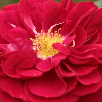 Online rózsa vásárlás - vörös - virágágyi floribunda rózsa - Bordeaux® - diszkrét illatú rózsa - citrom aromájú - (75-90 cm)