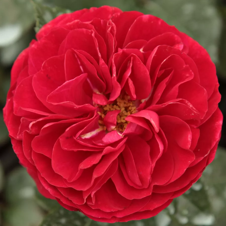 Róże rabatowe grandiflora - floribunda - Róża - Bordeaux® - Szkółka Róż Rozaria