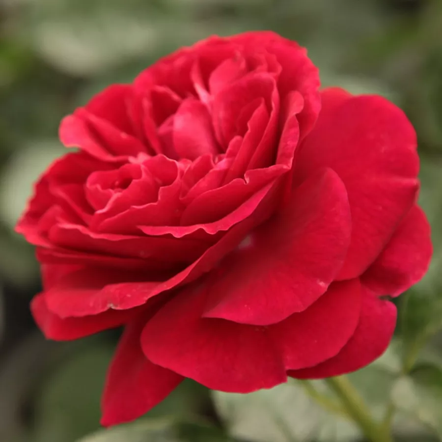 Vörös - Rózsa - Bordeaux® - Online rózsa rendelés