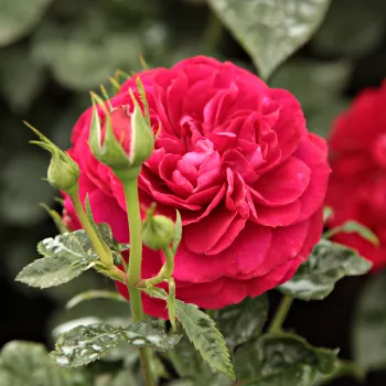 Rosa Bordeaux® - roșu - trandafiri pomisor - Trandafir copac cu trunchi înalt – cu flori în buchet