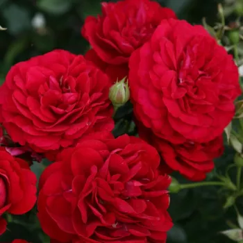 Vörös - magastörzsű rózsa - csokros virágú