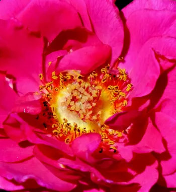 Rózsa rendelés online - rózsaszín - angol rózsa - Fragrant Old Purple - intenzív illatú rózsa - grapefruit aromájú - (90-100 cm)
