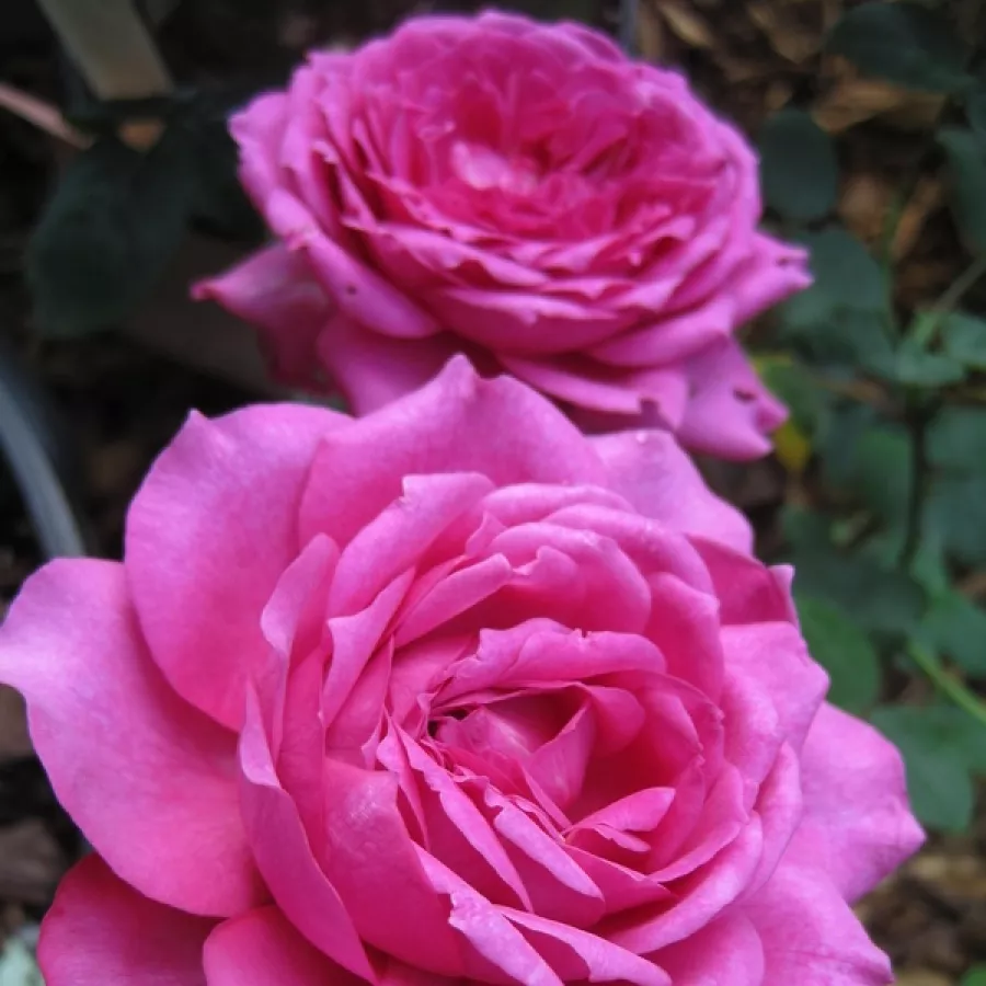 David Austin - Rosa - Fragrant Old Purple - rosal de pie alto