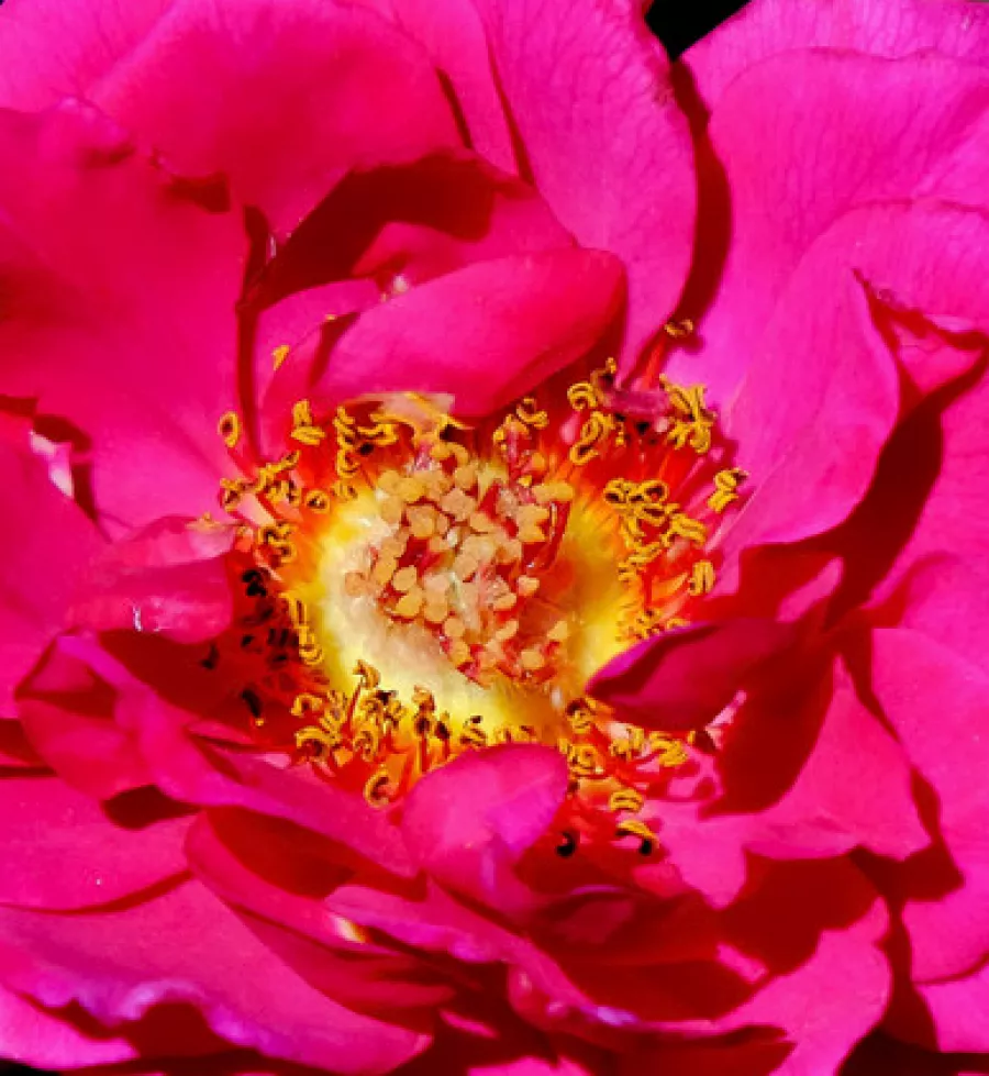 En grupo - Rosa - Fragrant Old Purple - rosal de pie alto