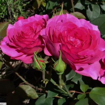 Rosa Fragrant Old Purple - rózsaszín - as