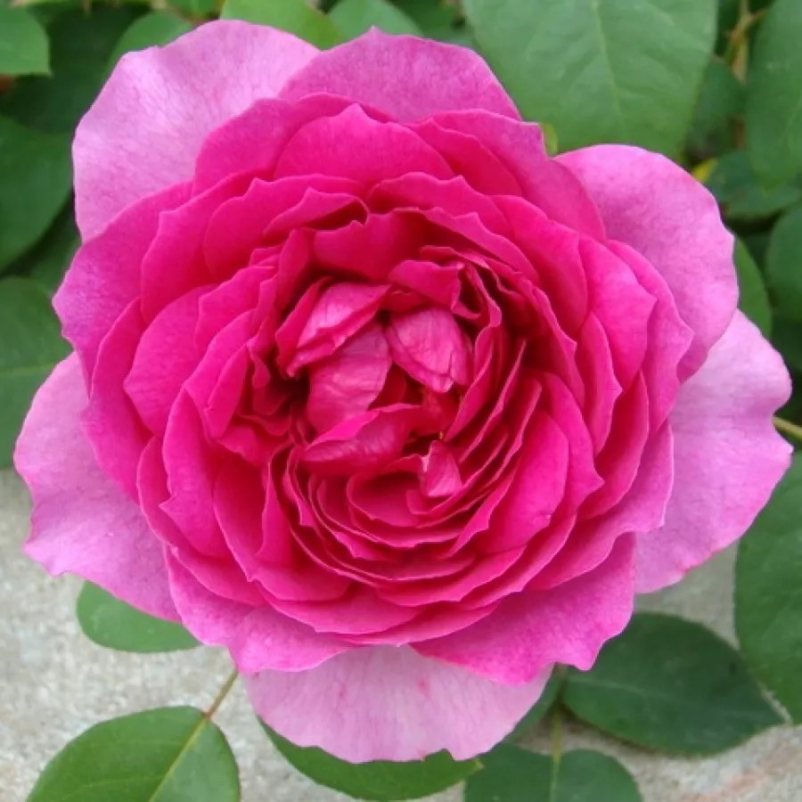 Rosa - Ros - Fragrant Old Purple - 