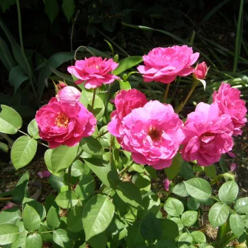 Sötétrózsaszín - angol rózsa - intenzív illatú rózsa - grapefruit aromájú