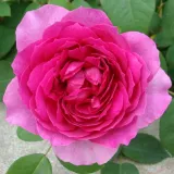 Rosales ingleses - rosa - Rosa Fragrant Old Purple - rosa de fragancia intensa - pomelo
