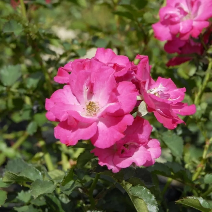 Róża bez zapachu - Róża - Myriam, Courir pour Elles - sadzonki róż sklep internetowy - online
