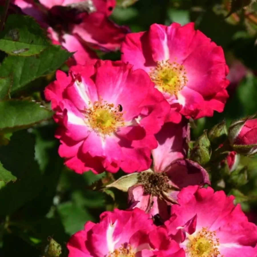 Róża parkowa - Róża - Myriam, Courir pour Elles - sadzonki róż sklep internetowy - online