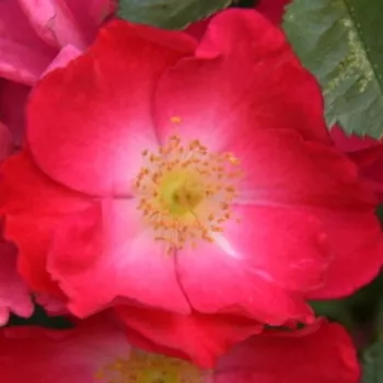 Rózsák webáruháza. - rózsaszín - parkrózsa - nem illatos rózsa - Myriam, Courir pour Elles - (90-150 cm)