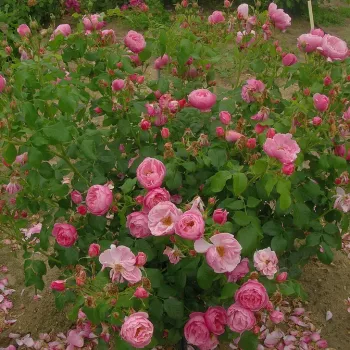 Kifinomultan telt, málnarózsaszín tónusú sziromfelület. - virágágyi floribunda rózsa - enyhe, visszafogott illatú rózsa - finom, diszkrét karakterű