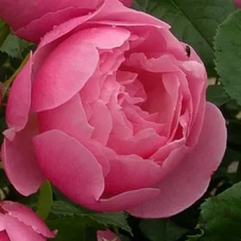 Rózsa kertészet - rózsaszín - enyhe, visszafogott illatú rózsa - Marie Blanche Paillé - virágágyi floribunda rózsa - (80-120 cm)