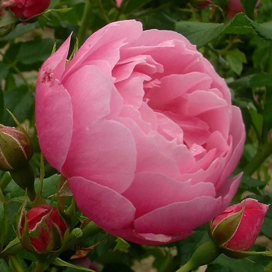 Diszkrét illatú rózsa - Rózsa - Marie Blanche Paillé - kertészeti webáruház