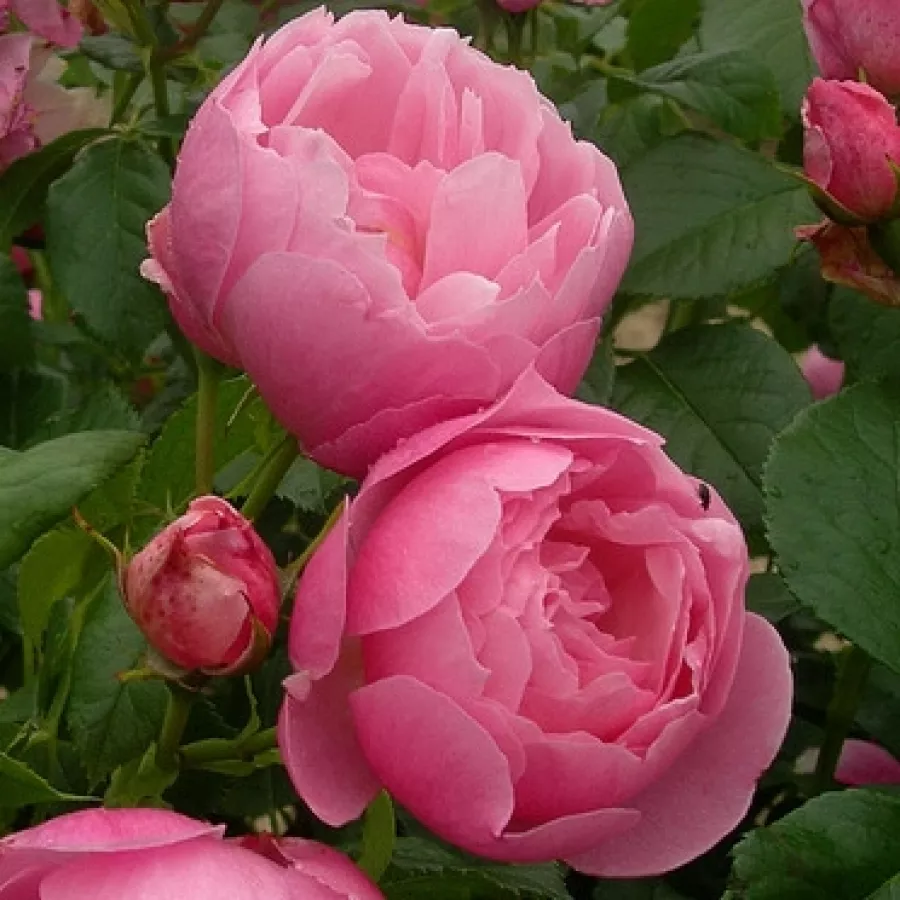 Vrtnica floribunda za cvetlično gredo - Roza - Marie Blanche Paillé - vrtnice online