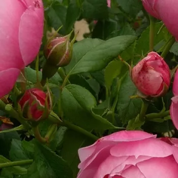 Rosa Marie Blanche Paillé - różowy - róża rabatowa floribunda