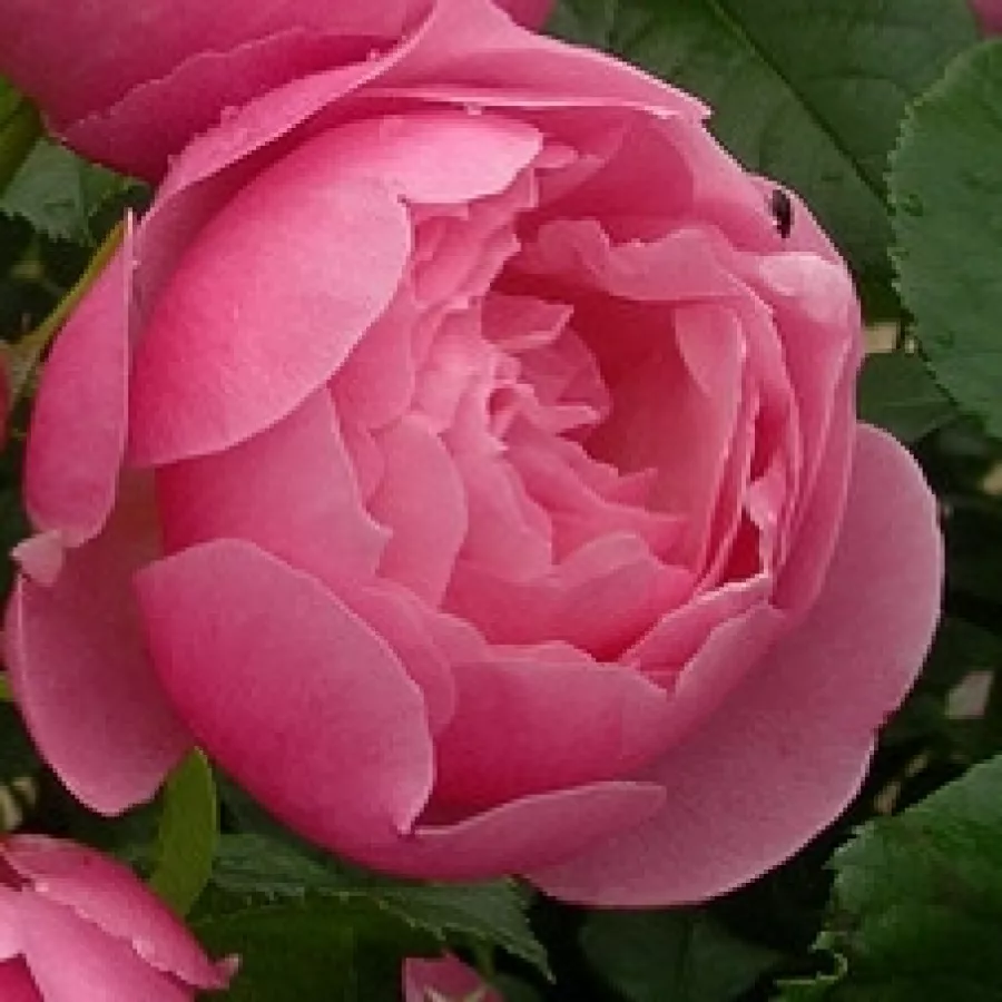 EVEcinage - Ruža - Marie Blanche Paillé - naručivanje i isporuka ruža