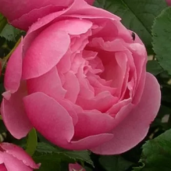 Rosen online kaufen - virágágyi floribunda rózsa - diszkrét illatú rózsa - Marie Blanche Paillé - rózsaszín - (90-100 cm)
