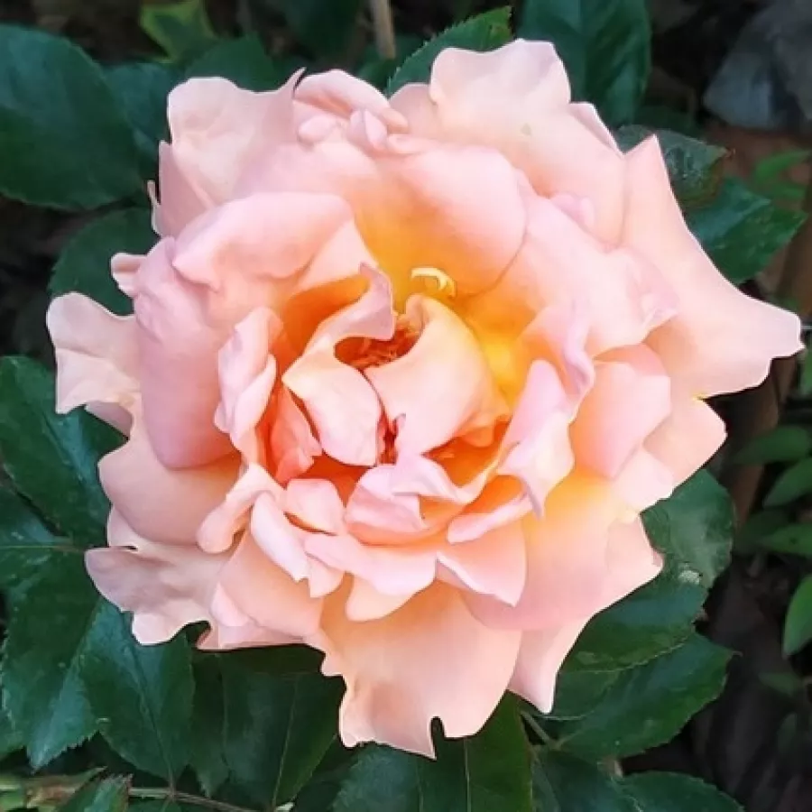 Intenzív illatú rózsa - Rózsa - Belle de Londres - kertészeti webáruház