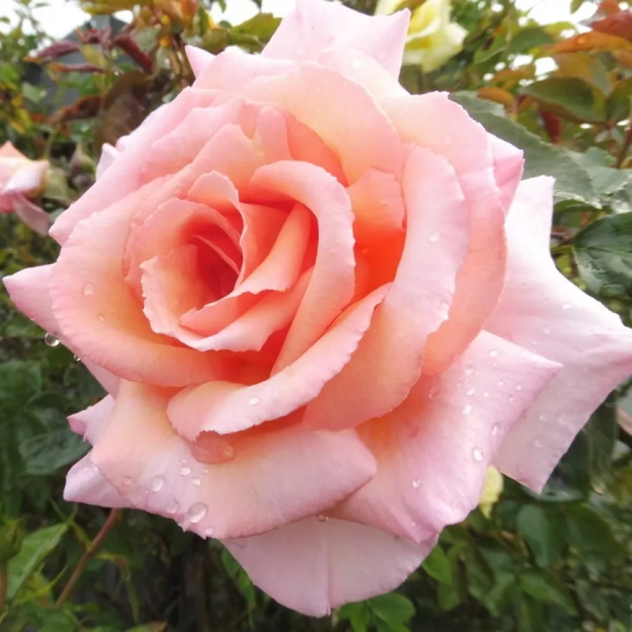 Climber, róża pnąca - Róża - Belle de Londres - sadzonki róż sklep internetowy - online