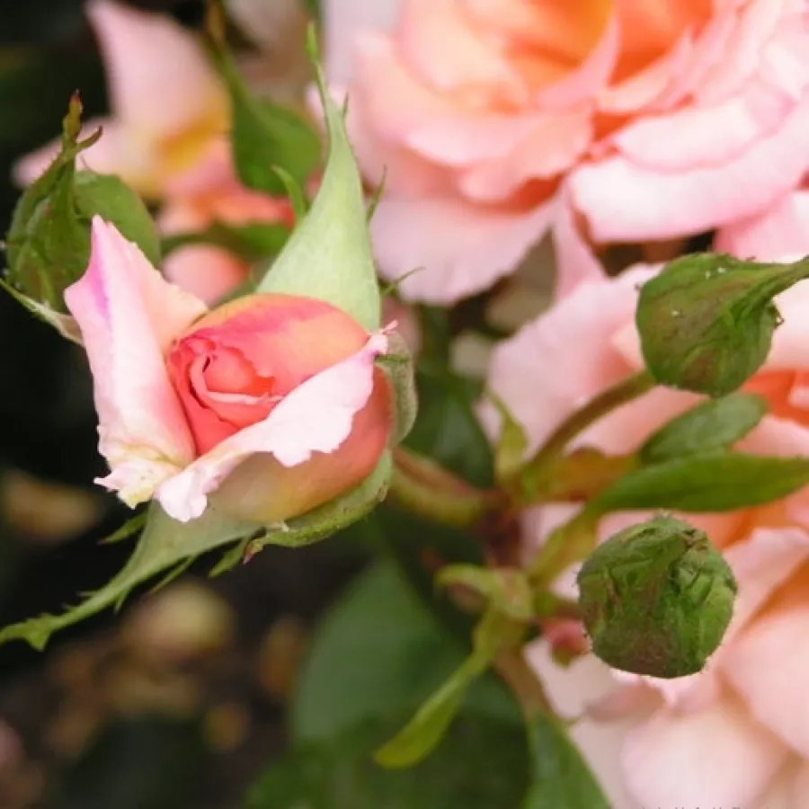 Spitzenförmig - Rosen - Belle de Londres - rosen onlineversand