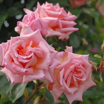 Lazacrózsaszín - climber, futó rózsa - intenzív illatú rózsa - -