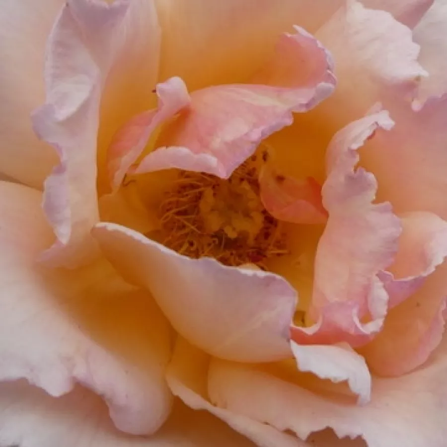 Jack L. Harkness - Roza - Belle de Londres - vrtnice online