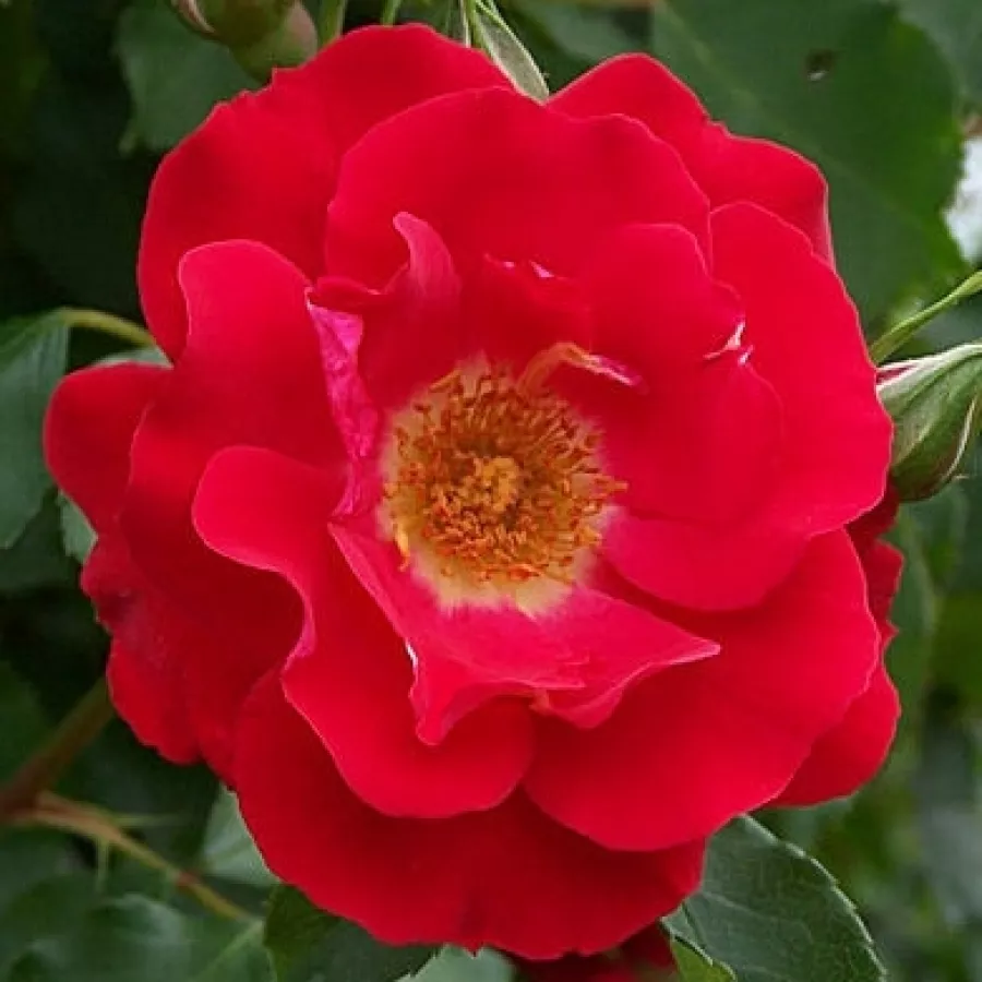 Jarko crvena - Ruža - Evepro - naručivanje i isporuka ruža