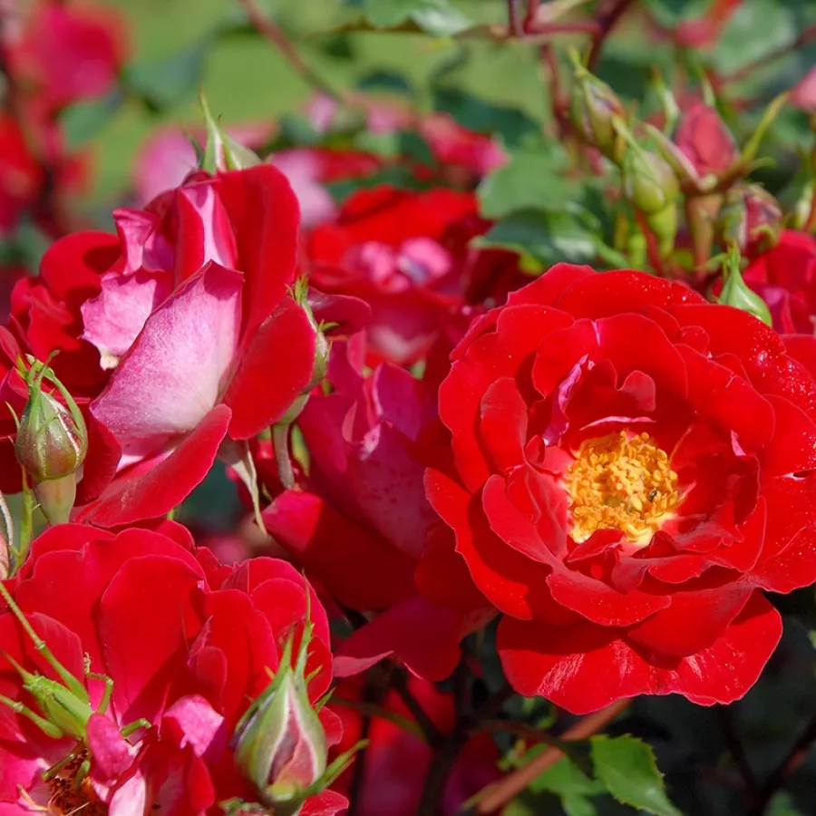 Climber, róża pnąca - Róża - Evepro - sadzonki róż sklep internetowy - online