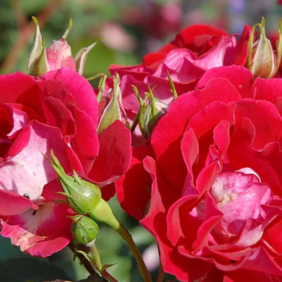 Vrtnica brez vonja - Roza - Evepro - vrtnice - proizvodnja in spletna prodaja sadik
