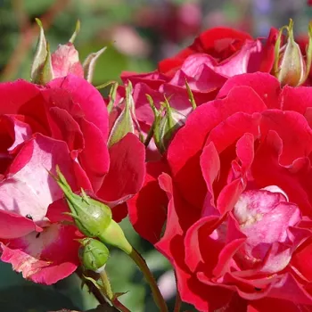 Rosa Evepro - vörös - climber, futó rózsa