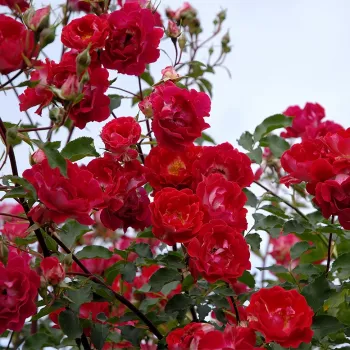 Vörös - világos sziromfonák - climber, futó rózsa   (250-300 cm)