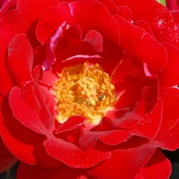 Rózsa rendelés online - vörös - climber, futó rózsa - nem illatos rózsa - Evepro - (250-300 cm)