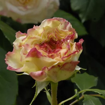 EVECHANTI – rosier grimpant crème - Rateau